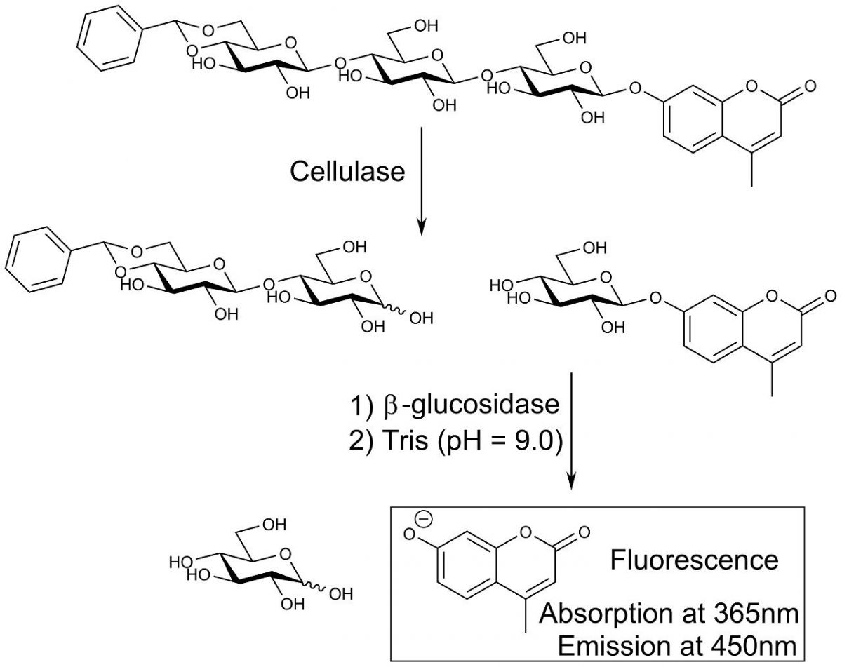 Cellafluor试剂图片