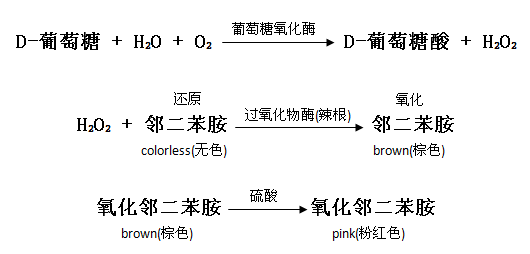 葡萄糖(GO)检测试剂盒原理图